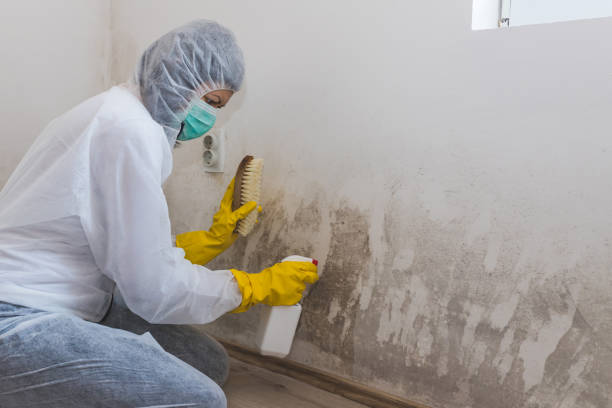 Best Basement Mold Removal  in St Joseph, MI