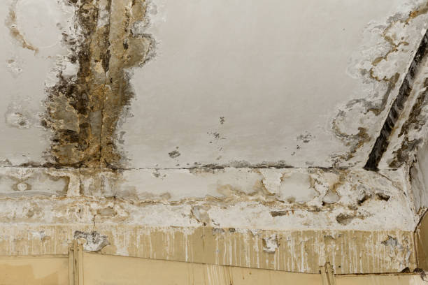 Best Black Mold Removal  in St Joseph, MI