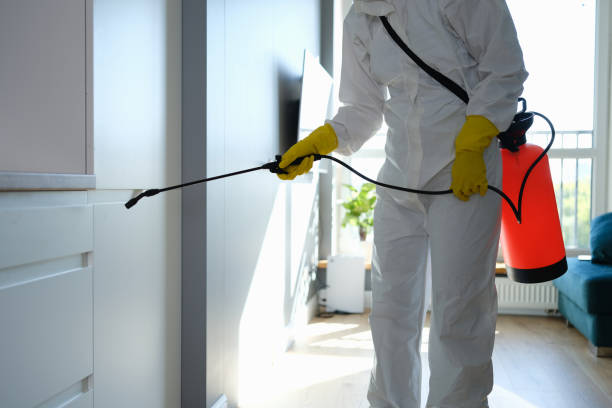 Reliable St Joseph, MI Mold Removal Solutions