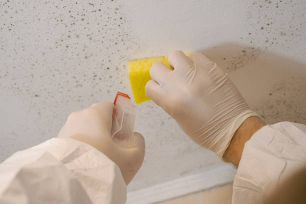 Best Emergency Mold Remediation  in St Joseph, MI