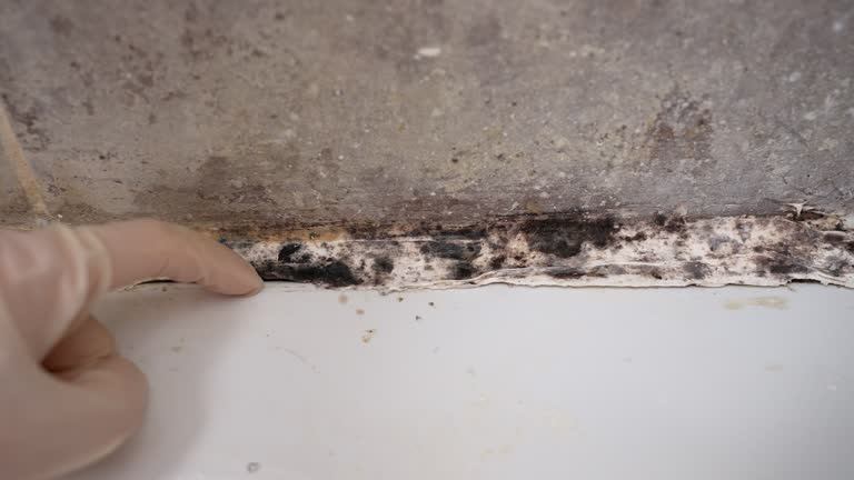 Best Mold Damage Restoration  in St Joseph, MI