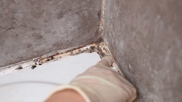 Best Mold Prevention Services  in St Joseph, MI