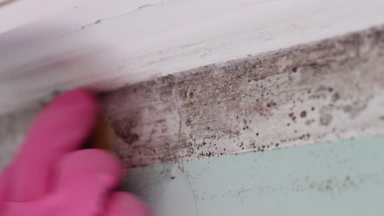 Best Mold Remediation for Healthcare Facilities  in St Joseph, MI